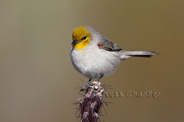 Verdin © Russ Chantler